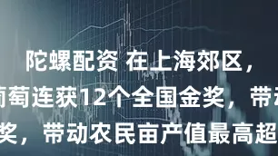陀螺配资 在上海郊区，他种出的葡萄连获12个全国金奖，带动农民亩产值最高超10万元